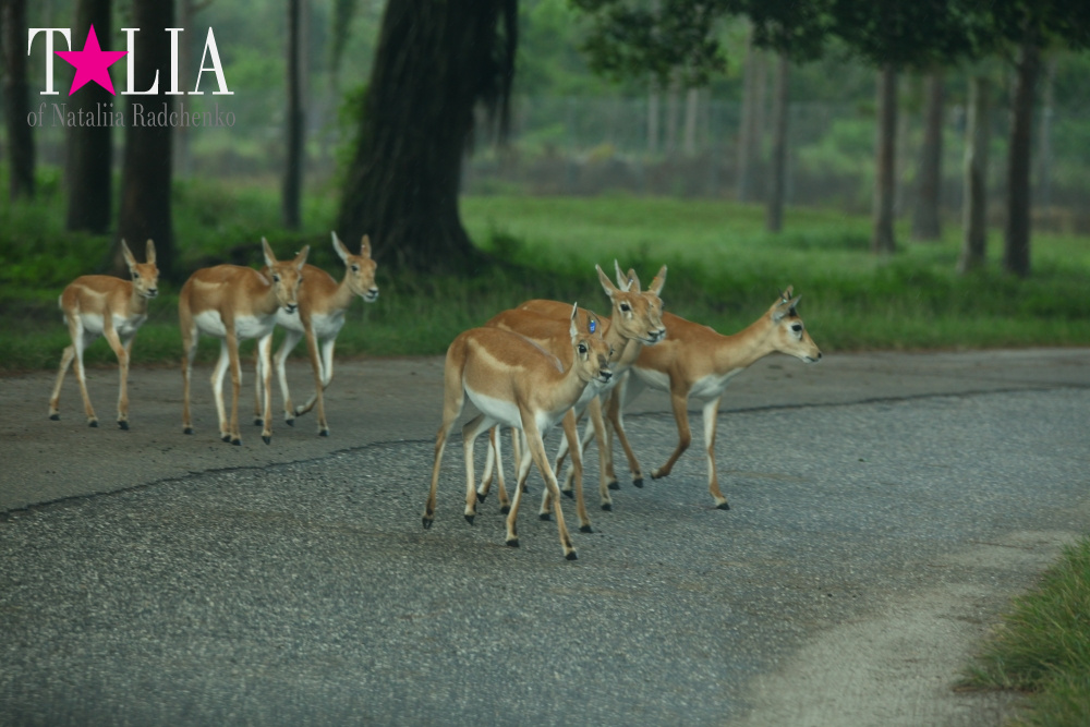 Львиное сафари в Майами (Lion Country Safari) 2 часть